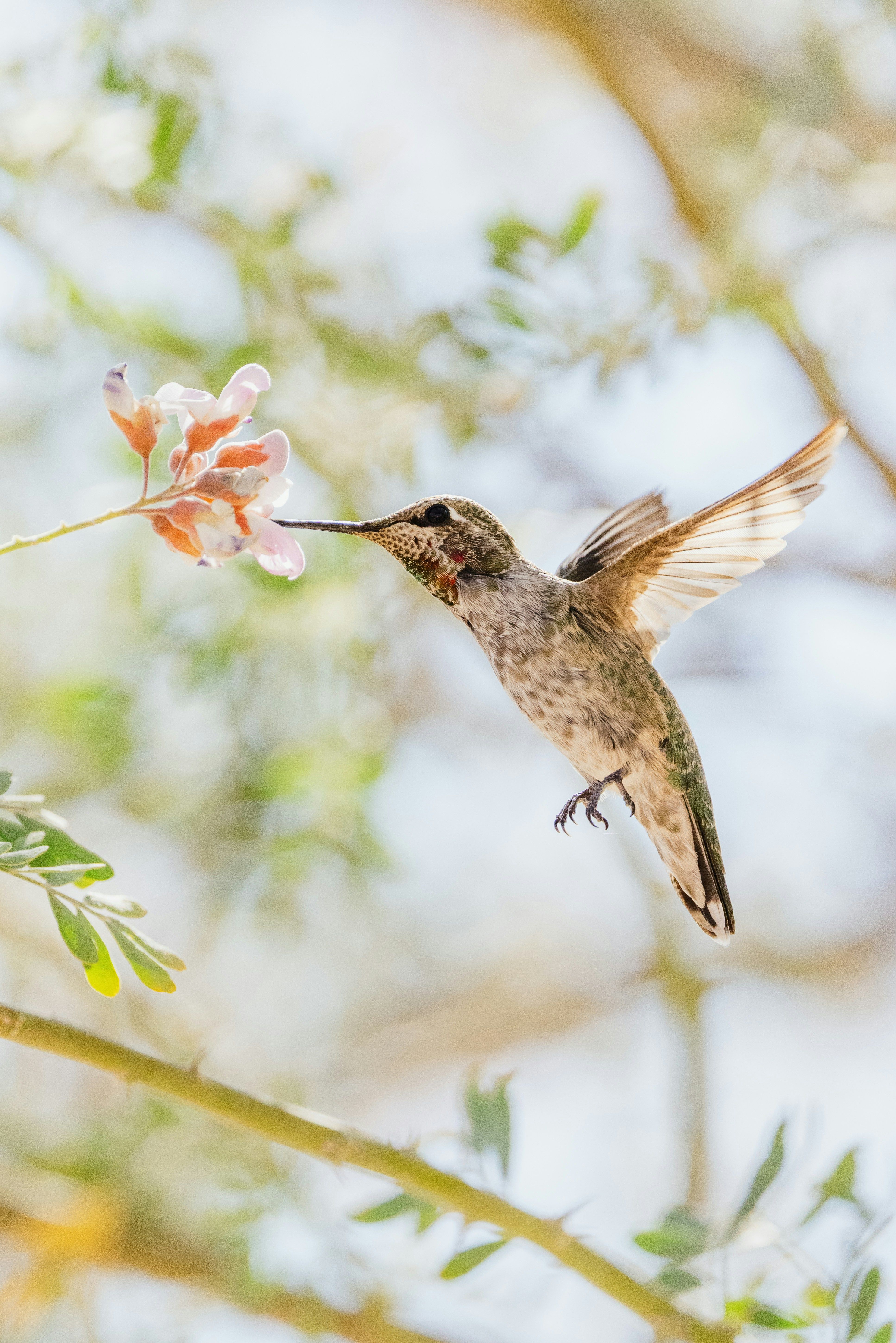 Le développement personnel est comme le travail du colibri : incessant, à l'image de la vie qui n'est que transformation.