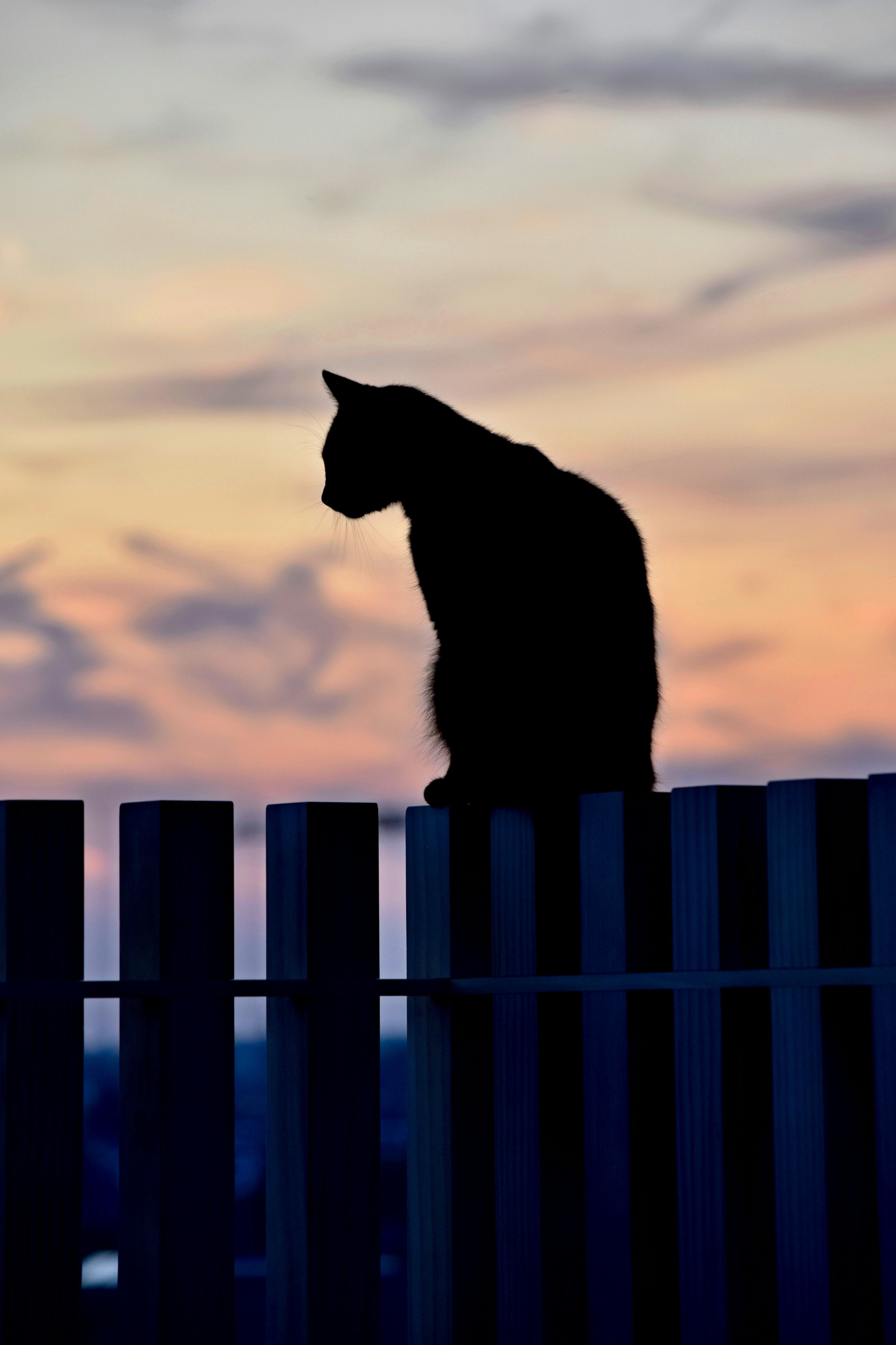 Les chats noirs sont ont en principe des capacités purificatrices